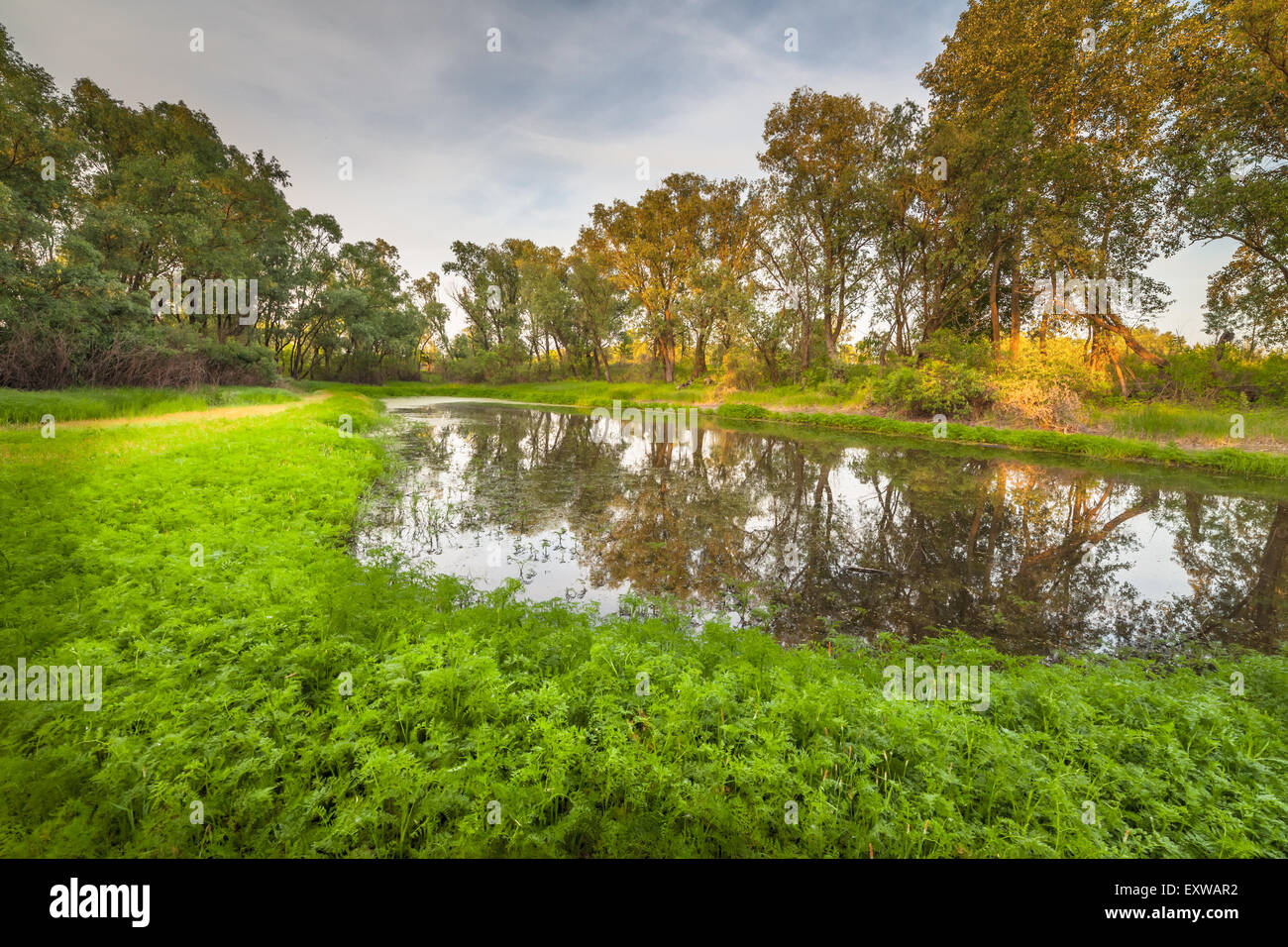 summer sunrise over the river with a fog Stock Photo - Alamy