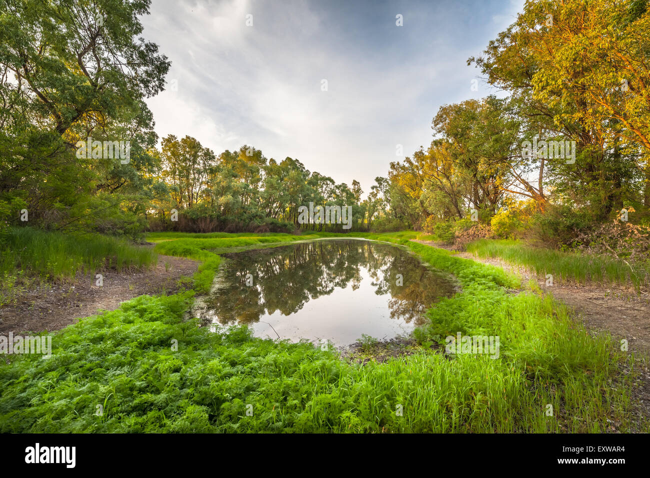 summer sunrise over the river with a fog Stock Photo - Alamy