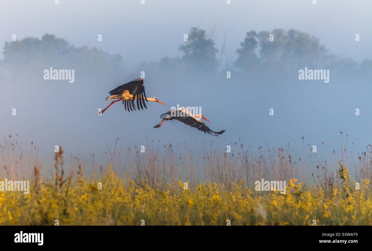 Two wing fly hi-res stock photography and images - Alamy