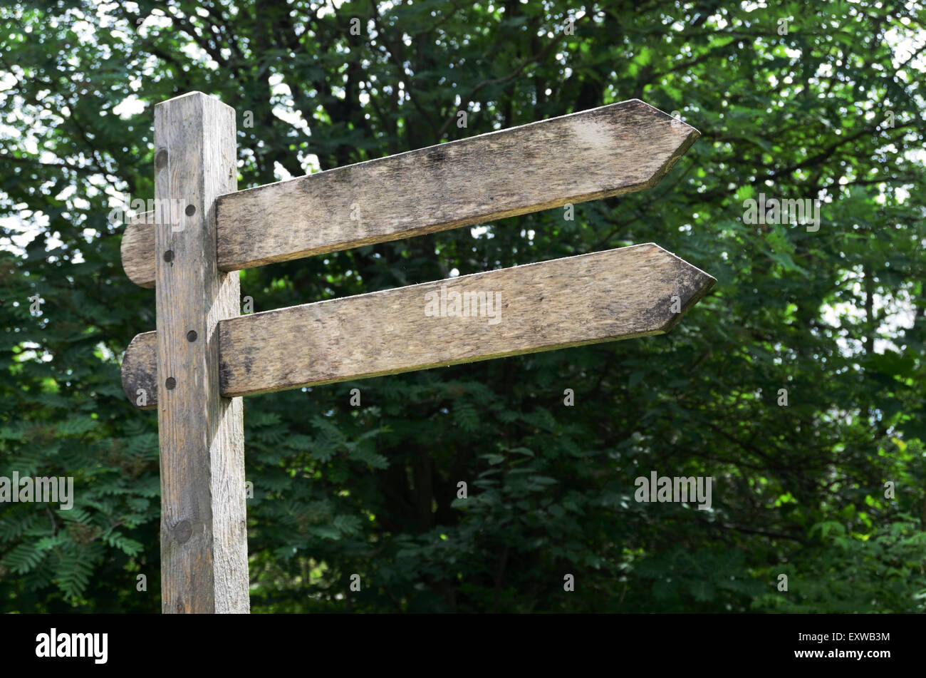 old blank wooden double pointer in the woods Stock Photo - Alamy