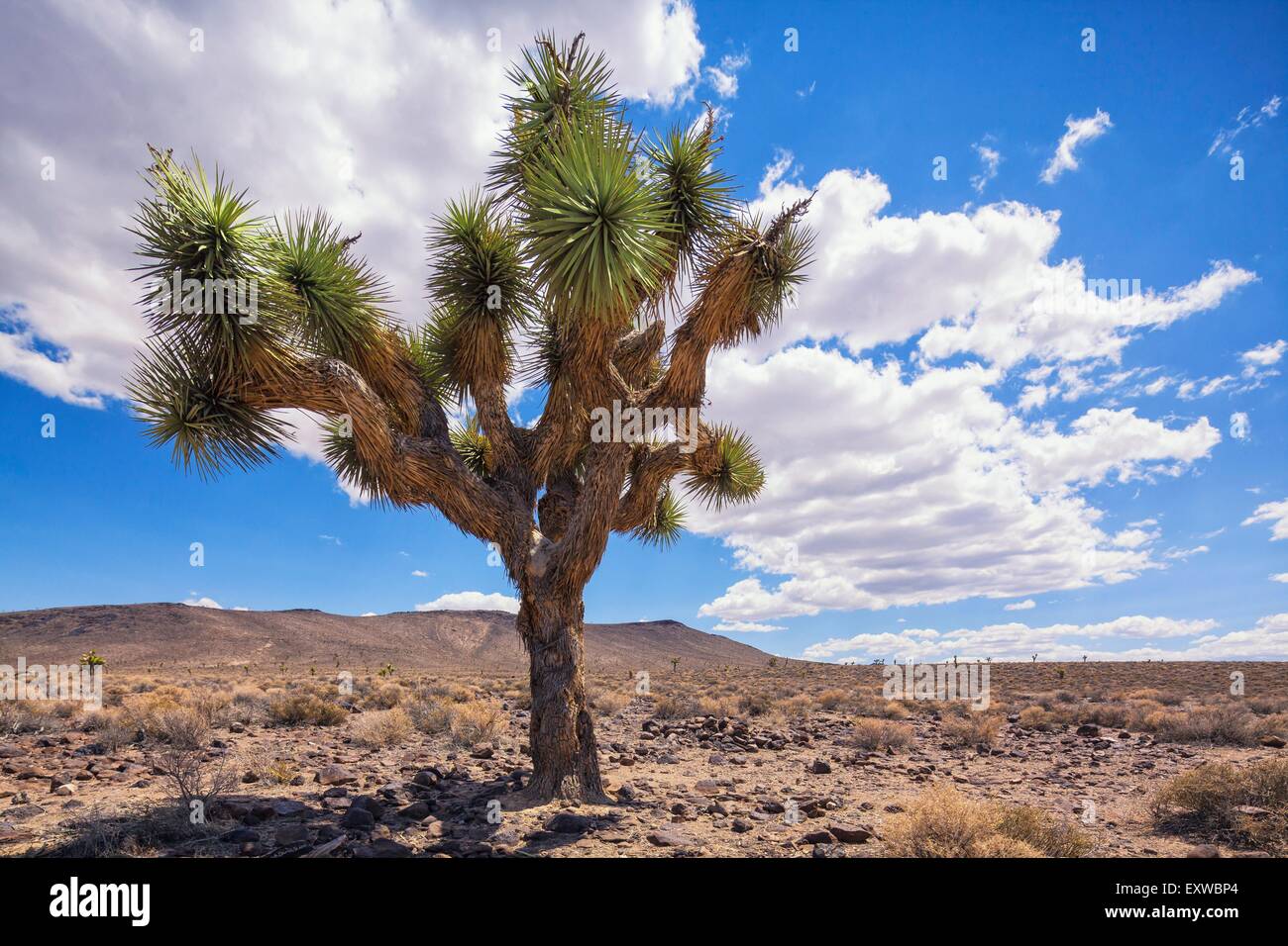 Joshua Tree, Death Valley, California, USA Stock Photo ...