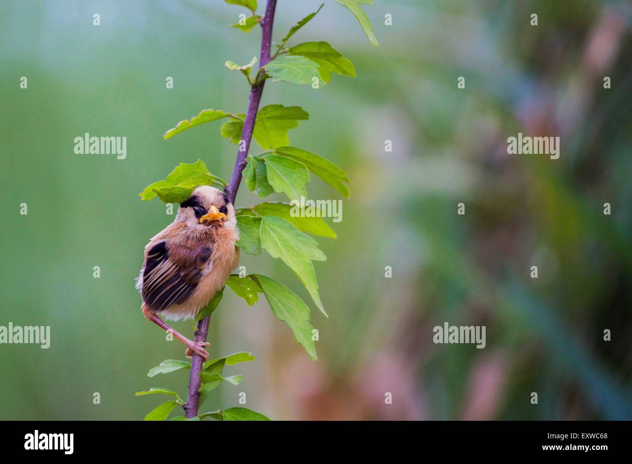 Lianyungang. 16th July, 2015. Photo taken on July 16, 2015 shows a reed parrotbill on Ganyu Wetlands in Lianyungang City, east China's Jiangsu Province. Reed parrotbill is an endangered species. © Si Wei/Xinhua/Alamy Live News Stock Photo