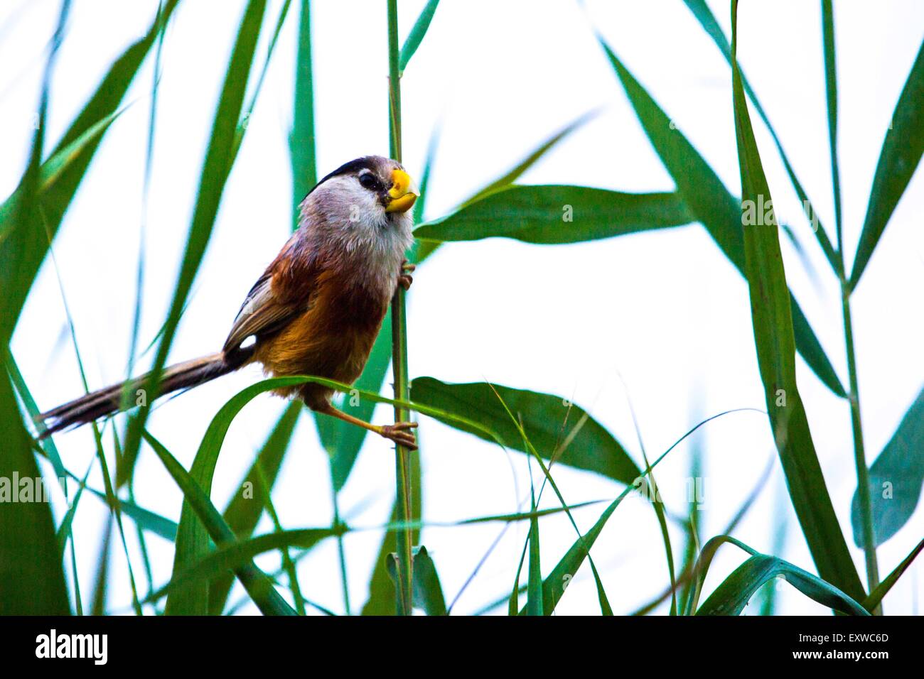 Lianyungang. 16th July, 2015. Photo taken on July 16, 2015 shows a reed parrotbill on Ganyu Wetlands in Lianyungang City, east China's Jiangsu Province. Reed parrotbill is an endangered species. © Si Wei/Xinhua/Alamy Live News Stock Photo