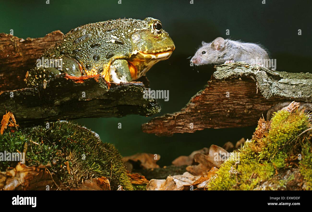 Cane toad (Bufo marinus) with mouse Stock Photo Alamy