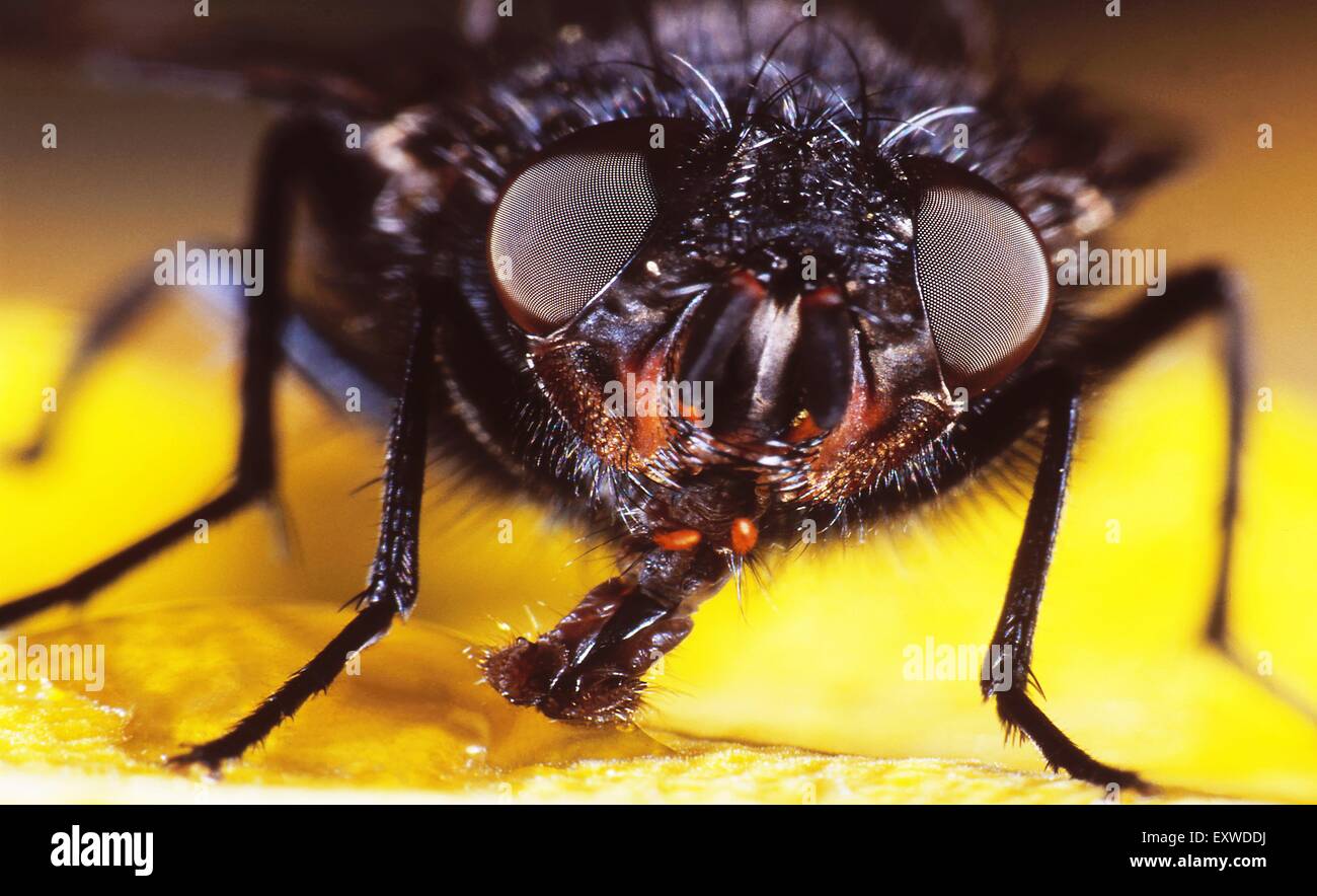 Common housefly (Musca domestica), portrait Stock Photo