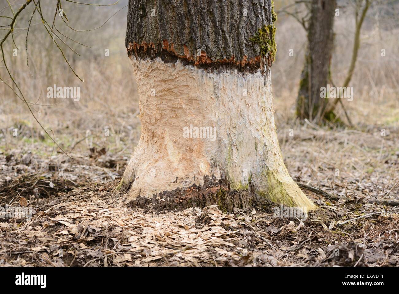 Aspen, Populus tremula, damaged by a beaver, Upper Palatinate, Bavaria, Germany, Europe Stock Photo