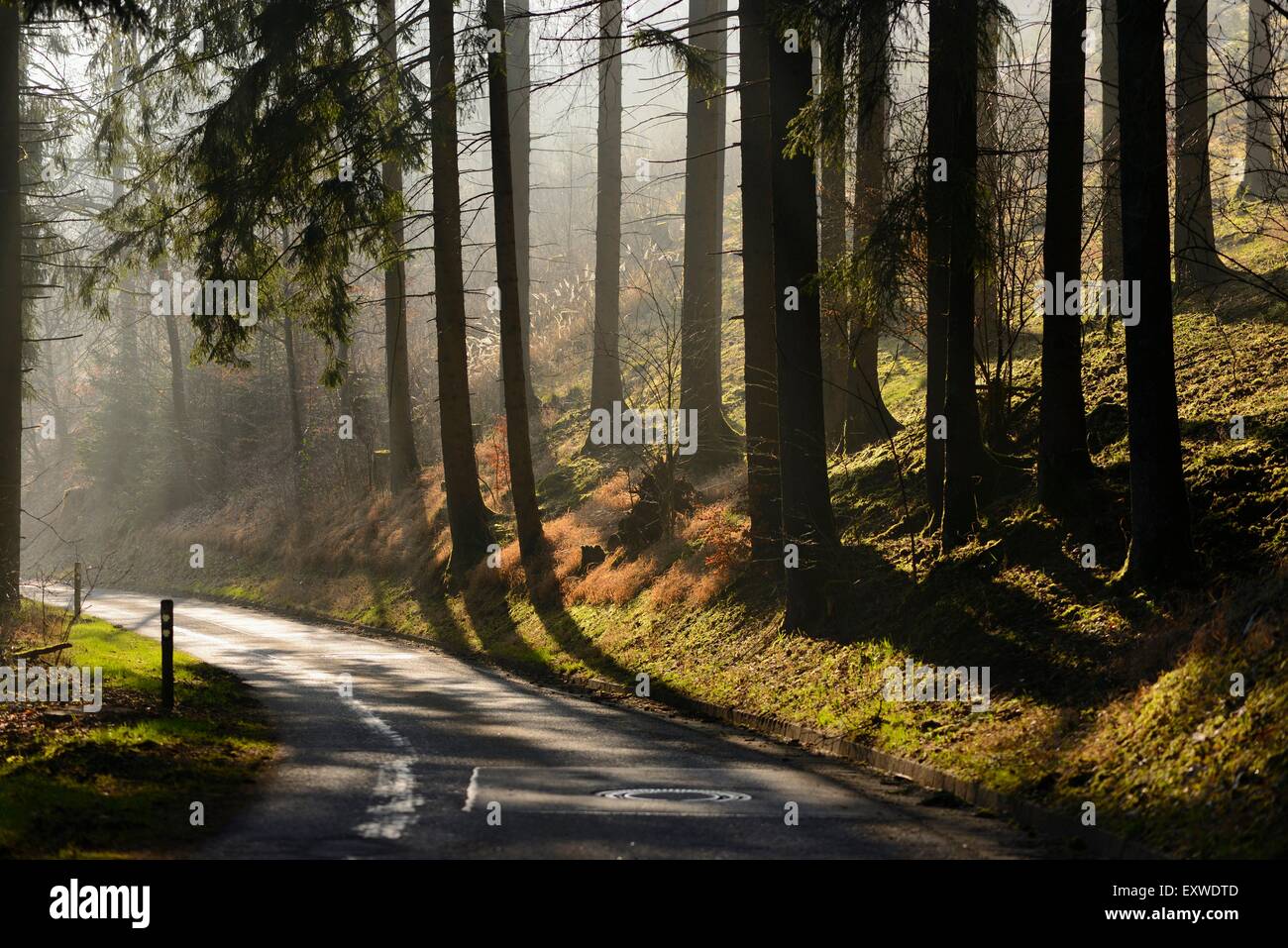 Street through a forest, Upper Palatinate, Bavaria, Germany, Europe Stock Photo