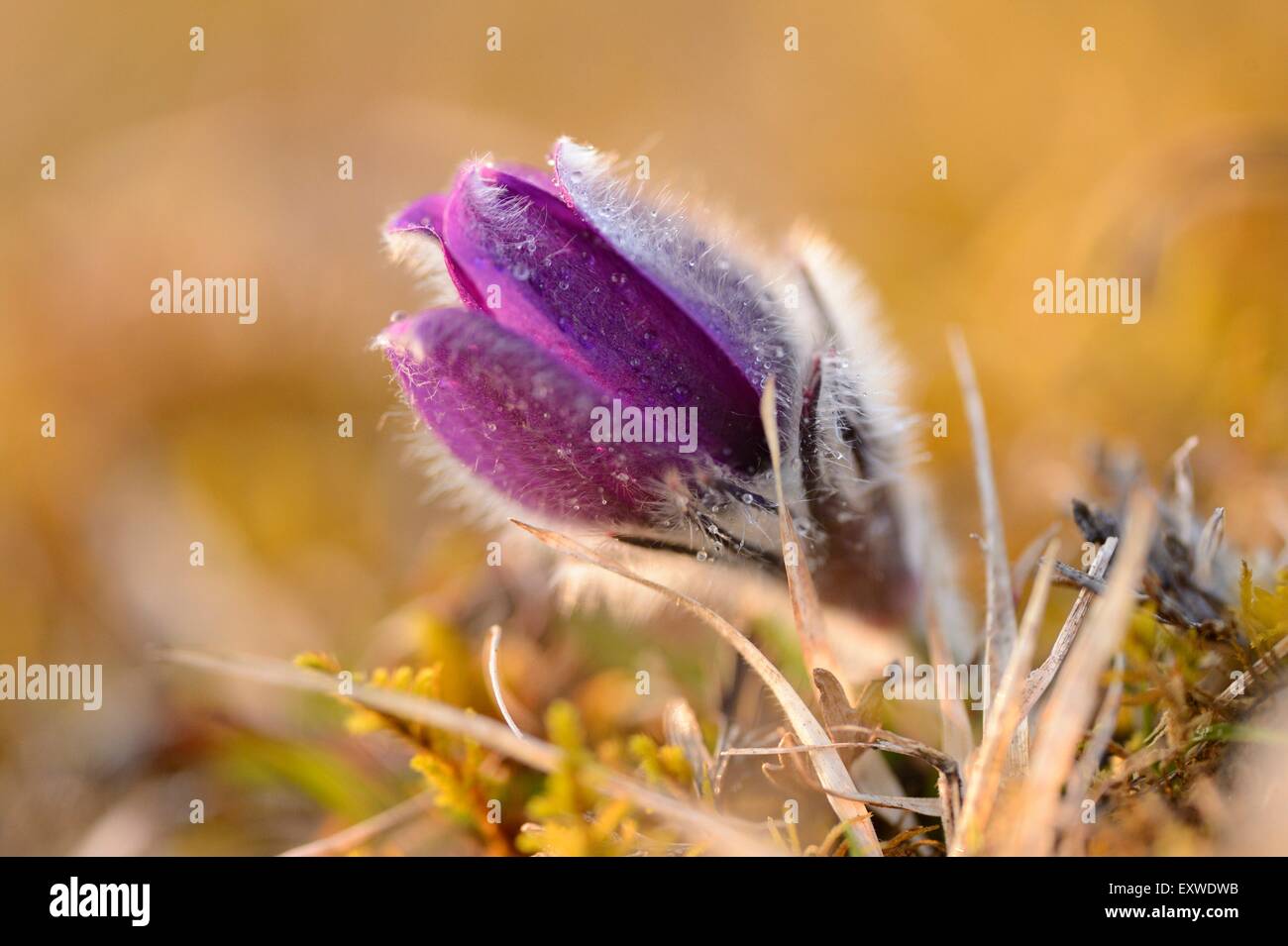 Pasqueflower, Pulsatilla vulgaris, Upper Palatinate, Bavaria, Germany, Europe Stock Photo