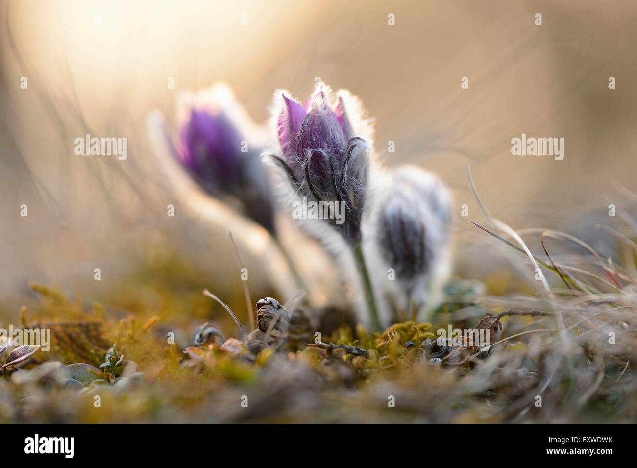 Pasqueflower, Pulsatilla vulgaris, Upper Palatinate, Bavaria, Germany, Europe Stock Photo