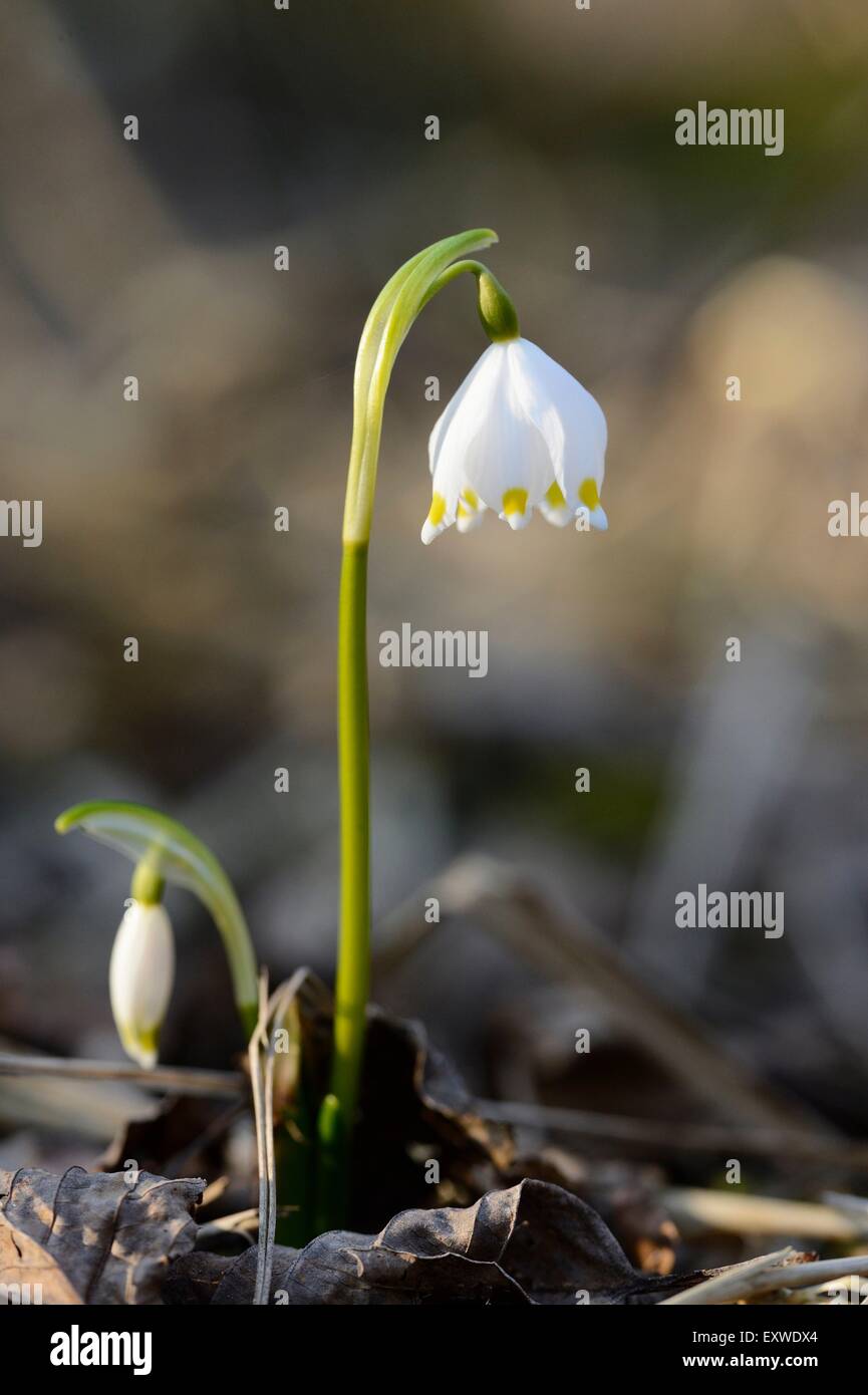 Spring Snowflakes, Leucojum vernum, in forest, Upper Palatinate, Bavaria, Germany, Europe Stock Photo