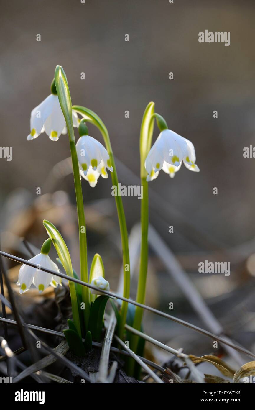 Spring Snowflakes, Leucojum vernum, in forest, Upper Palatinate, Bavaria, Germany, Europe Stock Photo