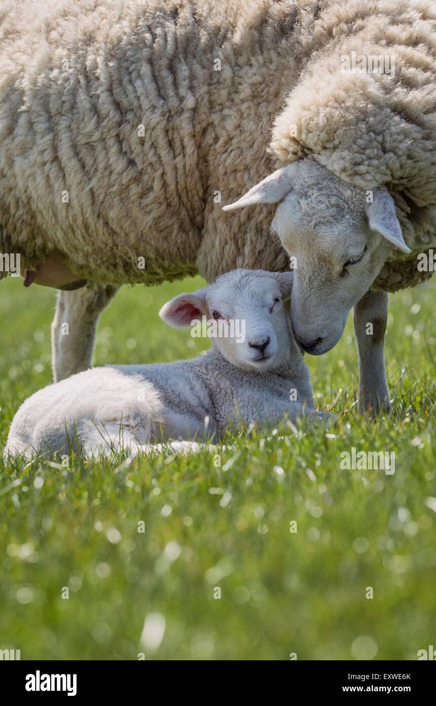 Mother sheep with lamb on dyke Stock Photo Alamy