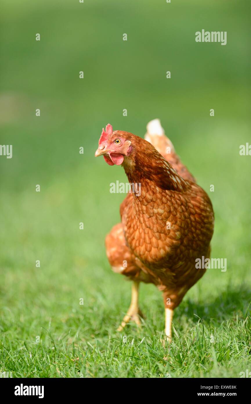 Chicken hen on a meadow Stock Photo