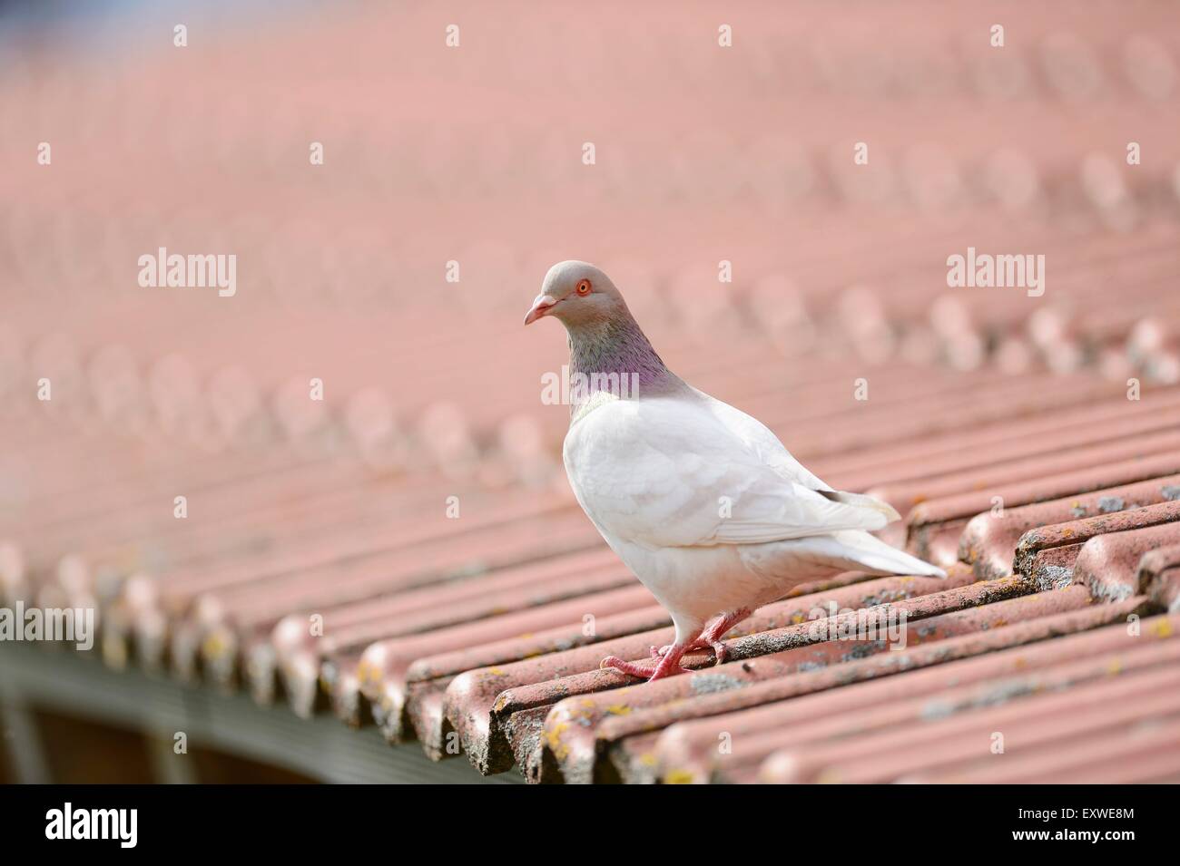 Texan pigeon sitting on a roof Stock Photo