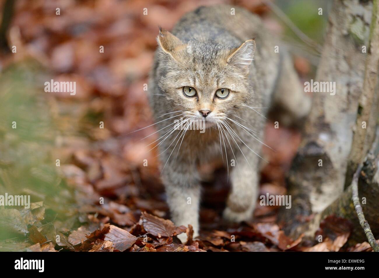 European wildcat in Bavarian Forest National Park, Germany Stock Photo