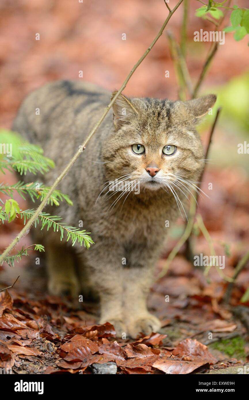 European wildcat in Bavarian Forest National Park, Germany Stock Photo