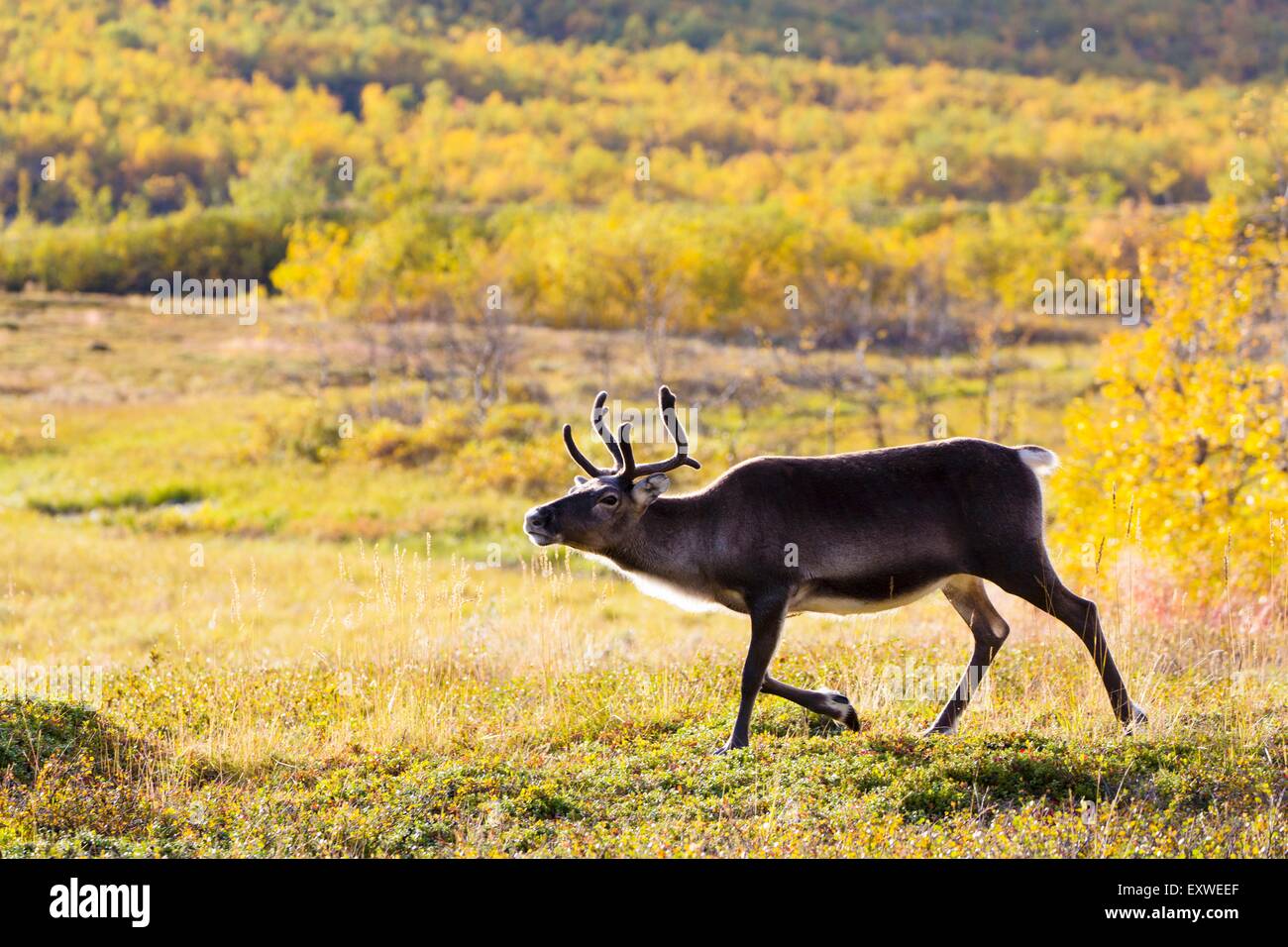 Reindeer, National Park Sarek, Sweden, Europe Stock Photo