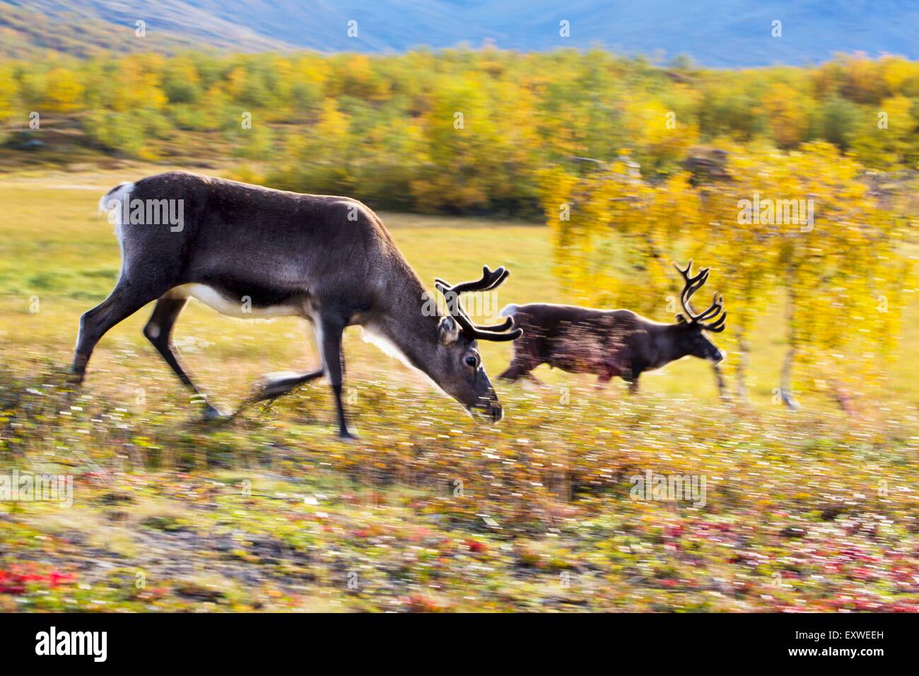 Reindeers, National Park Sarek, Sweden, Europe Stock Photo