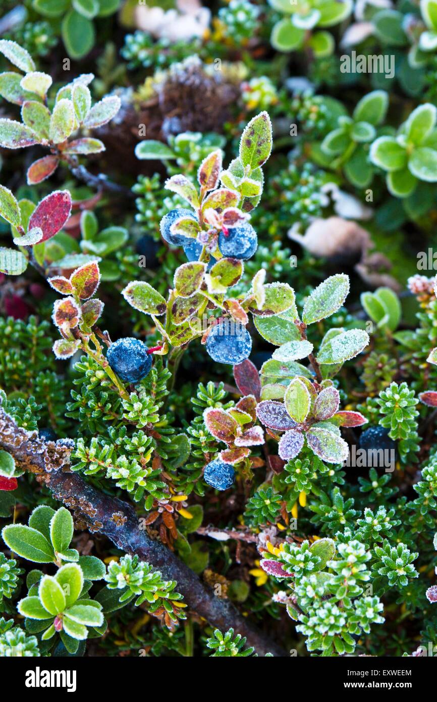 Plants, National Park Sarek, Sweden, Europe Stock Photo