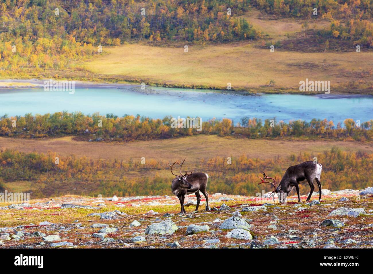 Reindeers, National Park Sarek, Sweden, Europe Stock Photo