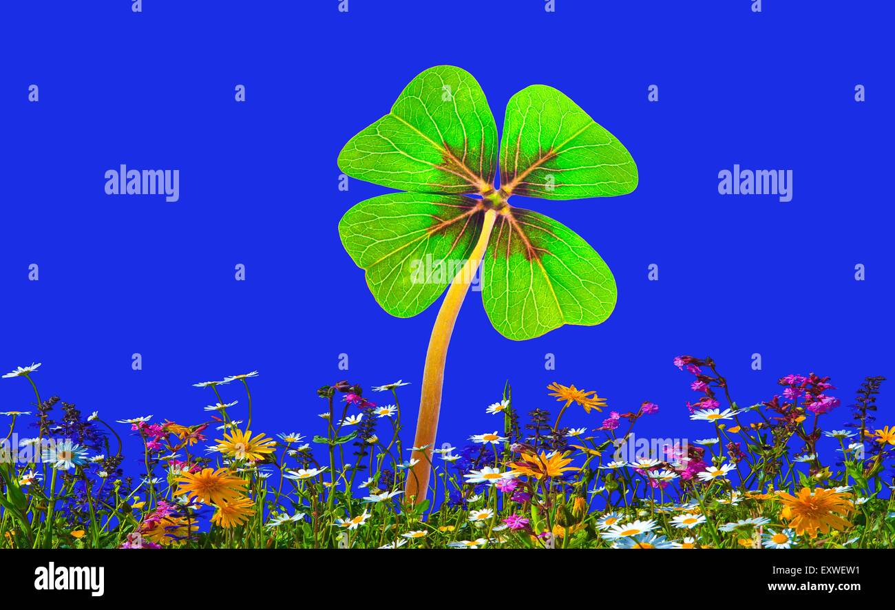 Four-leaf clover Stock Photo