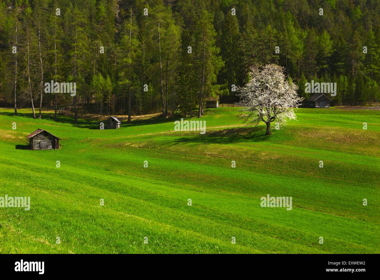 Alpine meadow in Gurgltal, Tarrenz, Tyrol, Austria Stock Photo