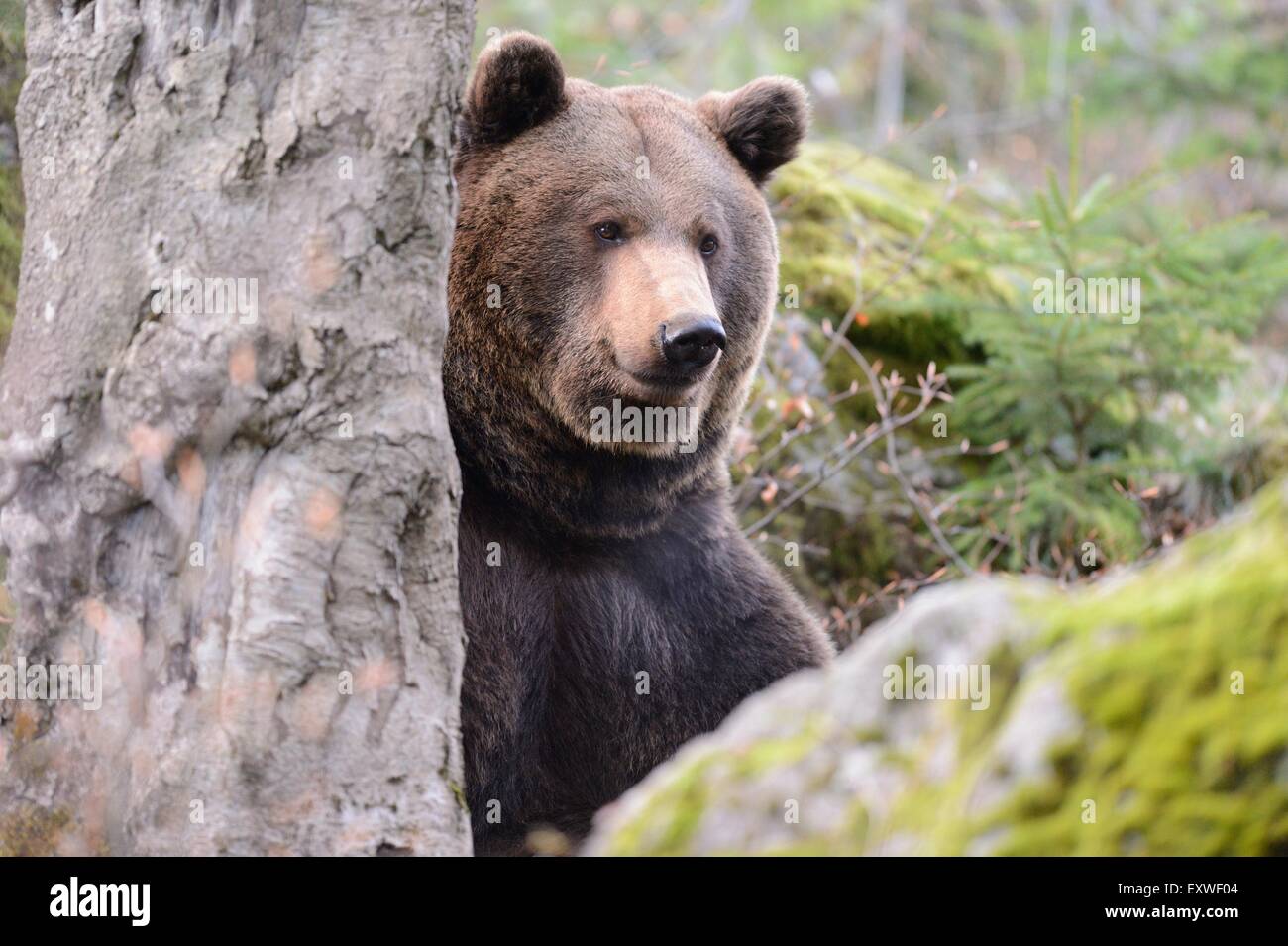 Brown bear in Bavarian Forest National Park, Germany Stock Photo