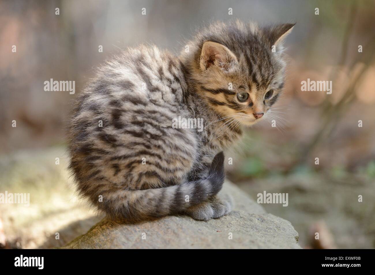 European wildcat kitten in Bavarian Forest National Park, Germany Stock