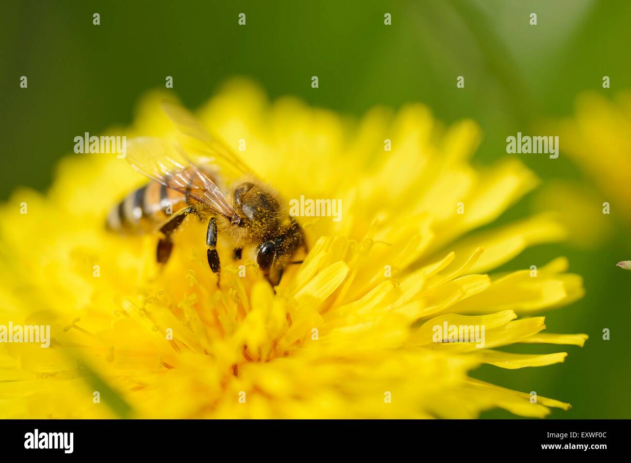Close-up of a honey bee on a dandelion blossom Stock Photo