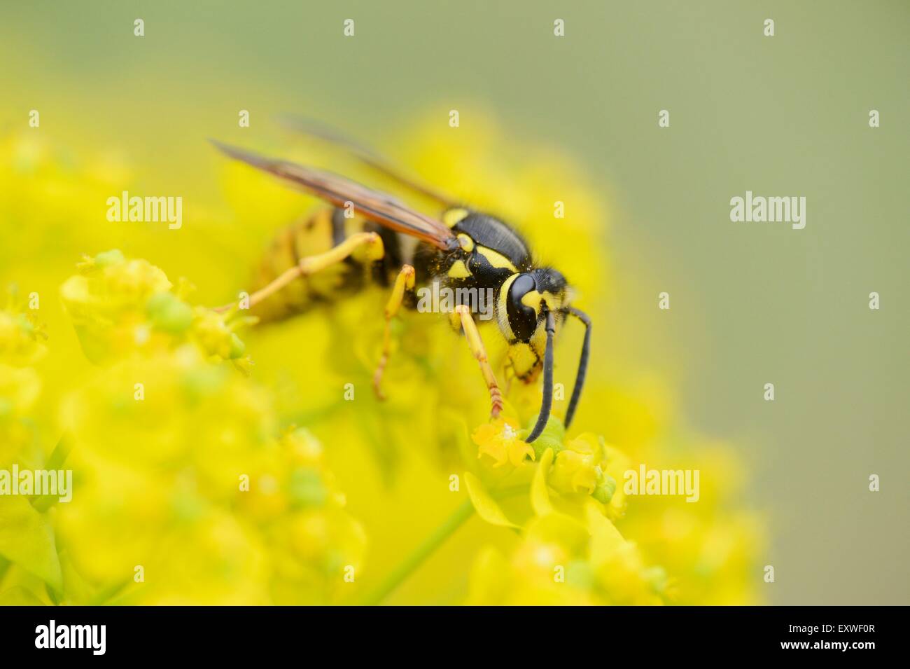 Close-up of a common wasp on a cypress spurge Stock Photo