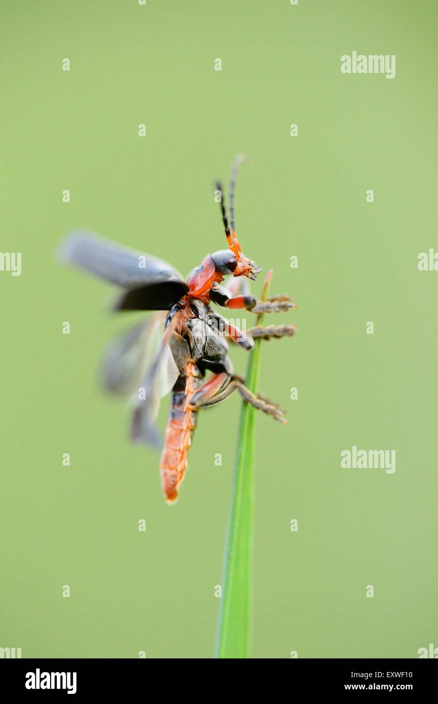 Close-up of the soldier beetle Cantharis fusca on a grass stalk Stock ...
