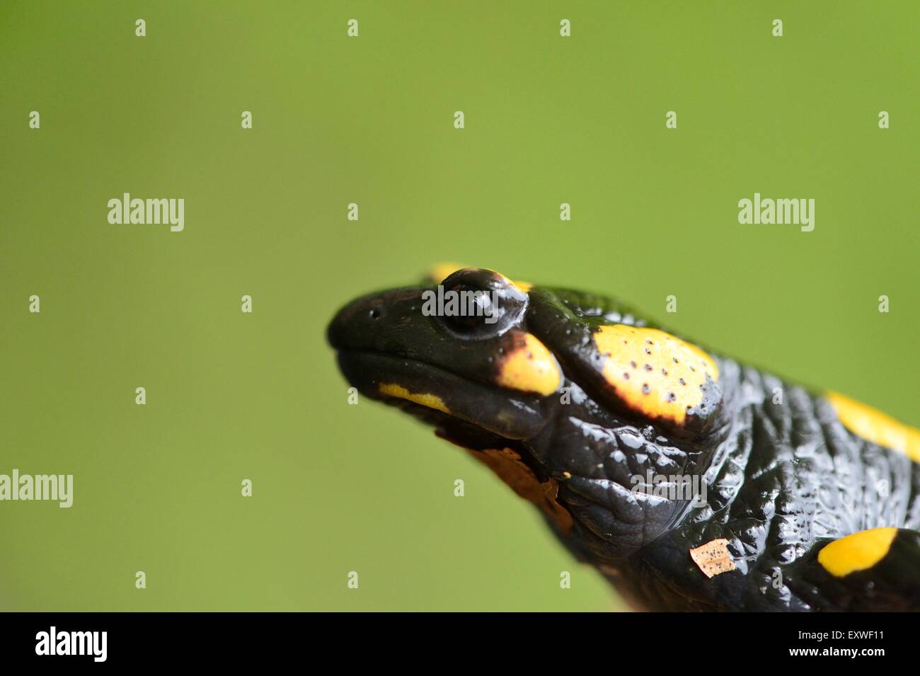 Close-up of a fire salamander Stock Photo