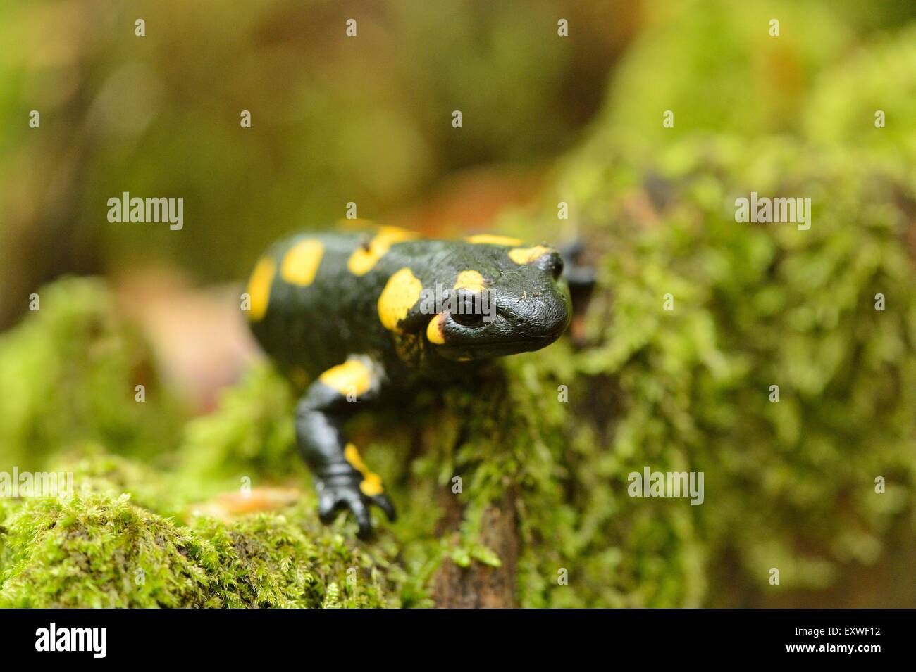 Fire salamander in a forest Stock Photo Alamy