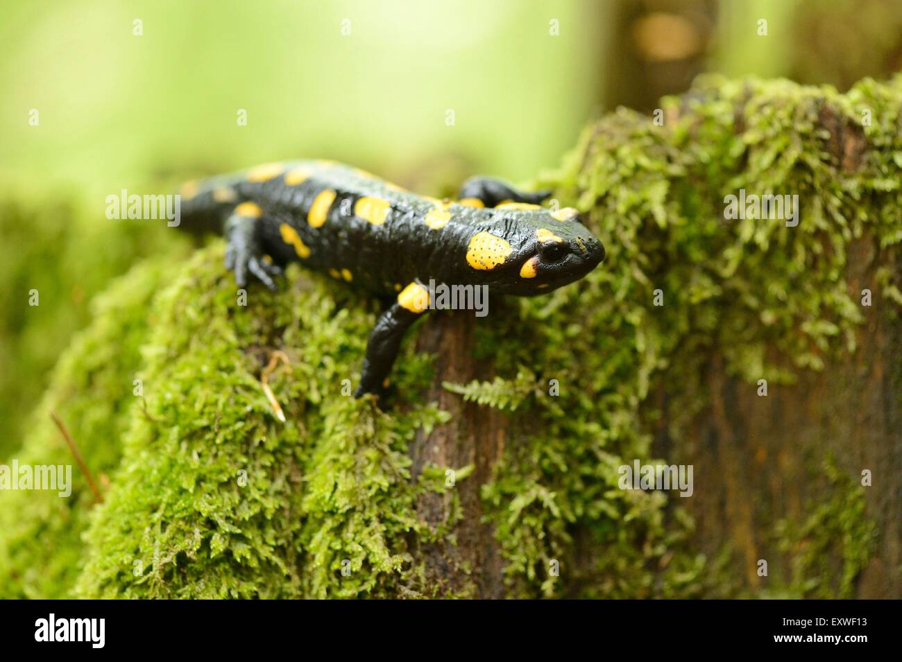 Fire salamander in a forest Stock Photo Alamy