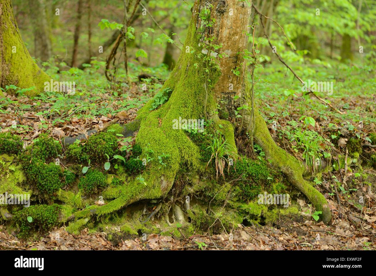 Close-up of a European beech tree trunk Stock Photo