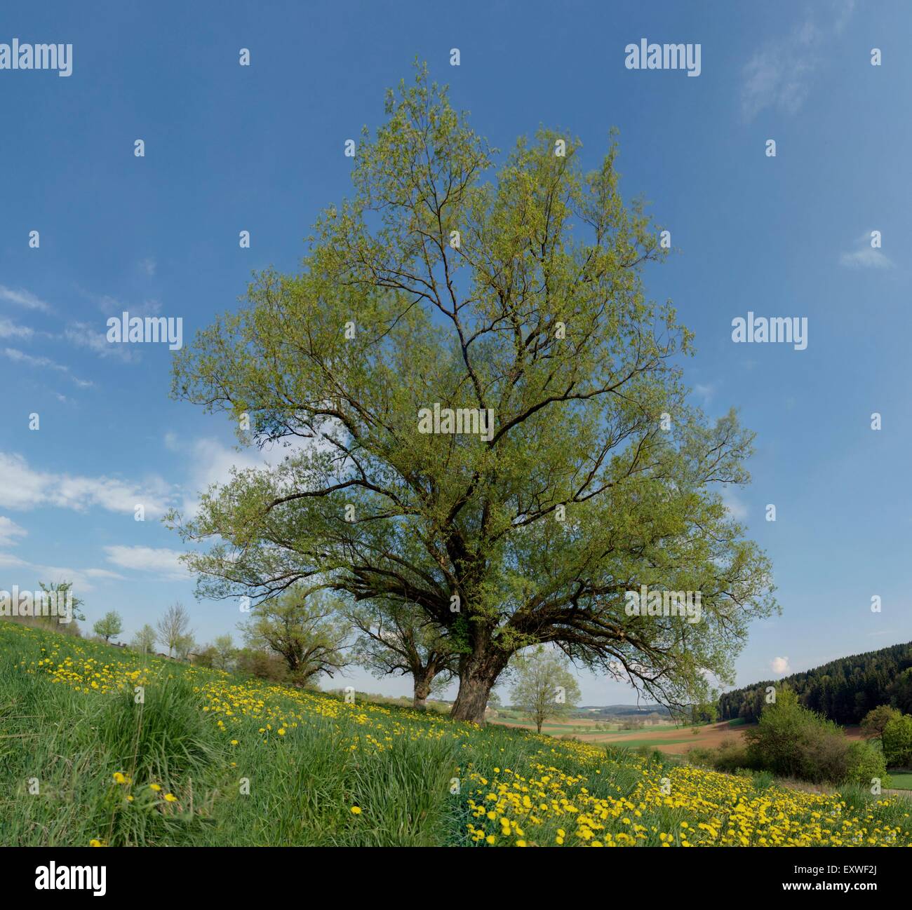 Dandelion in crack hi-res stock photography and images - Alamy
