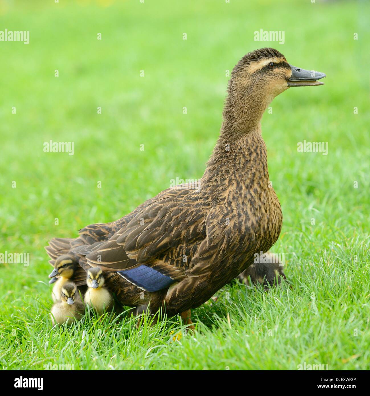 Wild Duck chicks with mother on a meadow Stock Photo