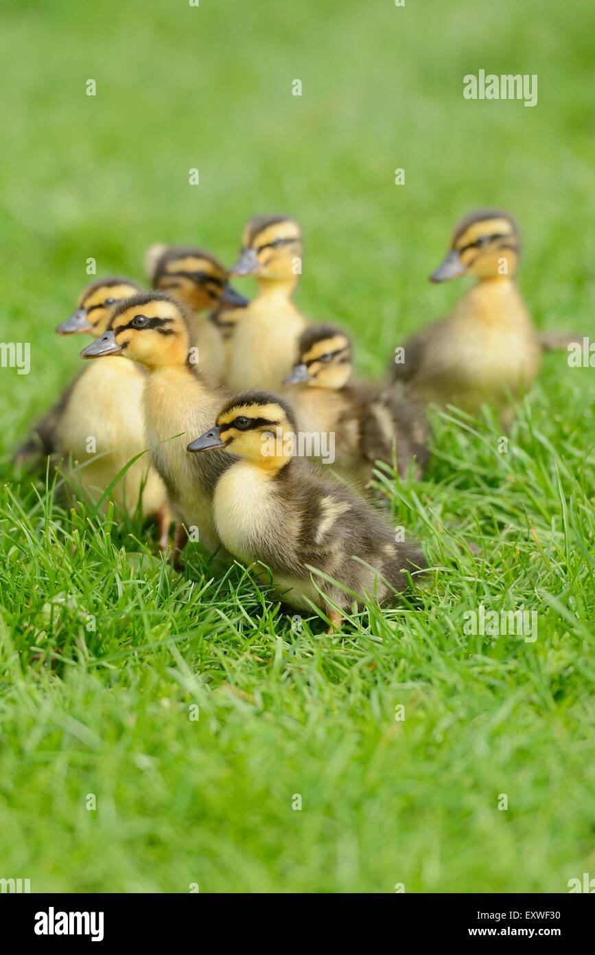 Wild Duck chicks on a meadow Stock Photo