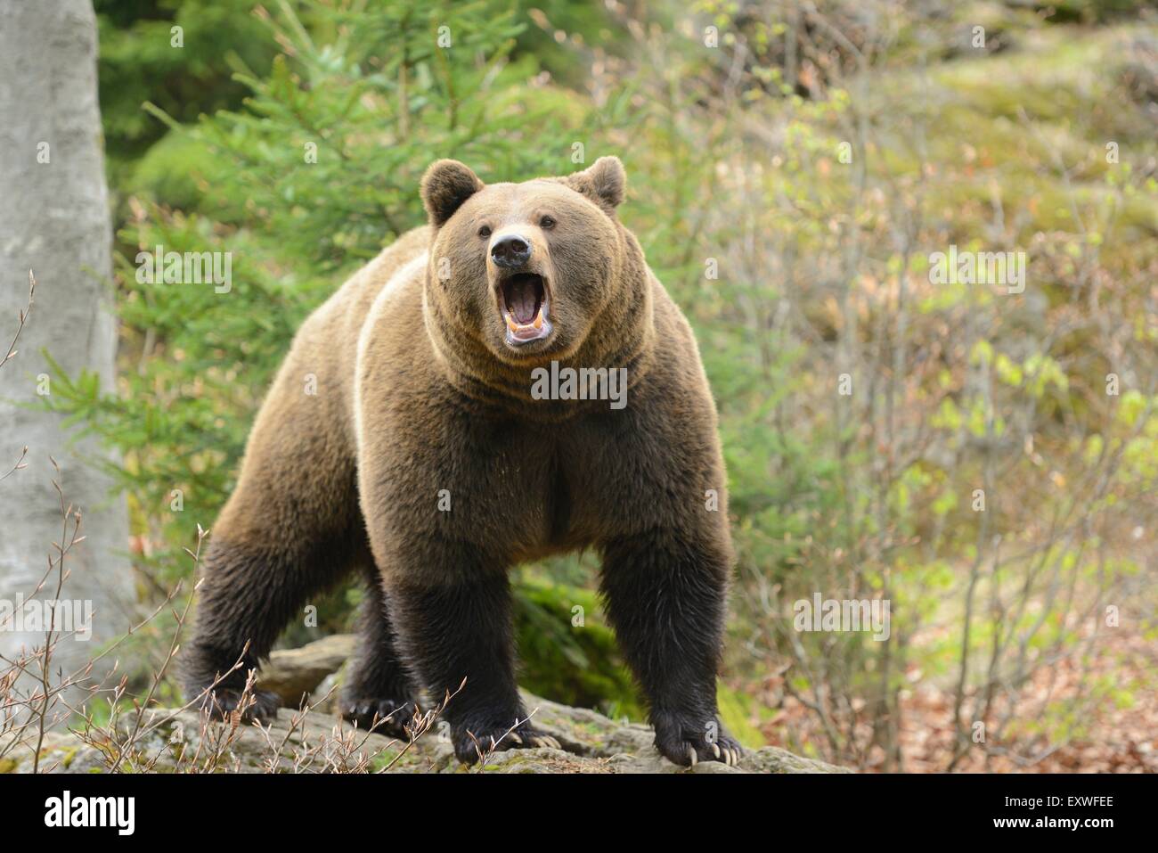 Brown bear in Bavarian Forest National Park, Germany Stock Photo - Alamy