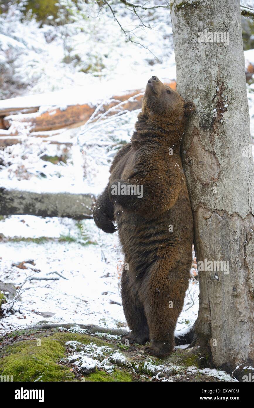 Brown bear rubbing at tree, Bavarian Forest National Park, Germany Stock Photo