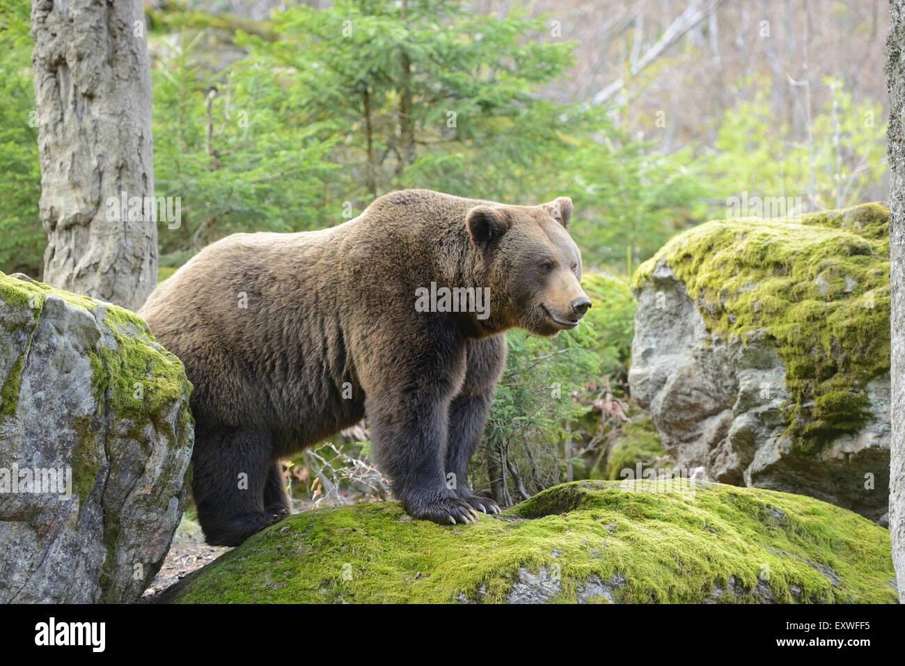Brown bear in Bavarian Forest National Park, Germany Stock Photo