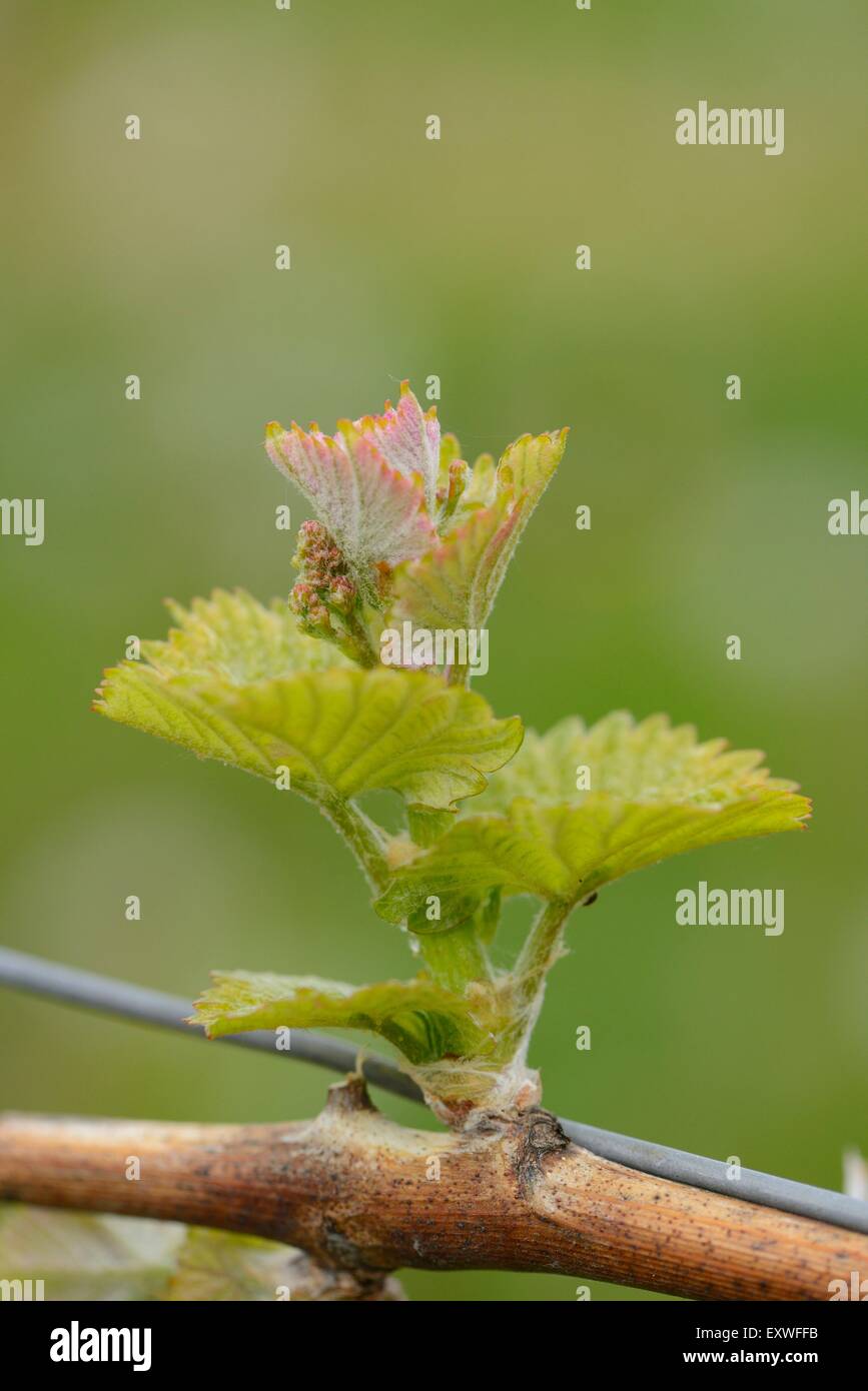 Close-up of a bud from a grapevine Stock Photo