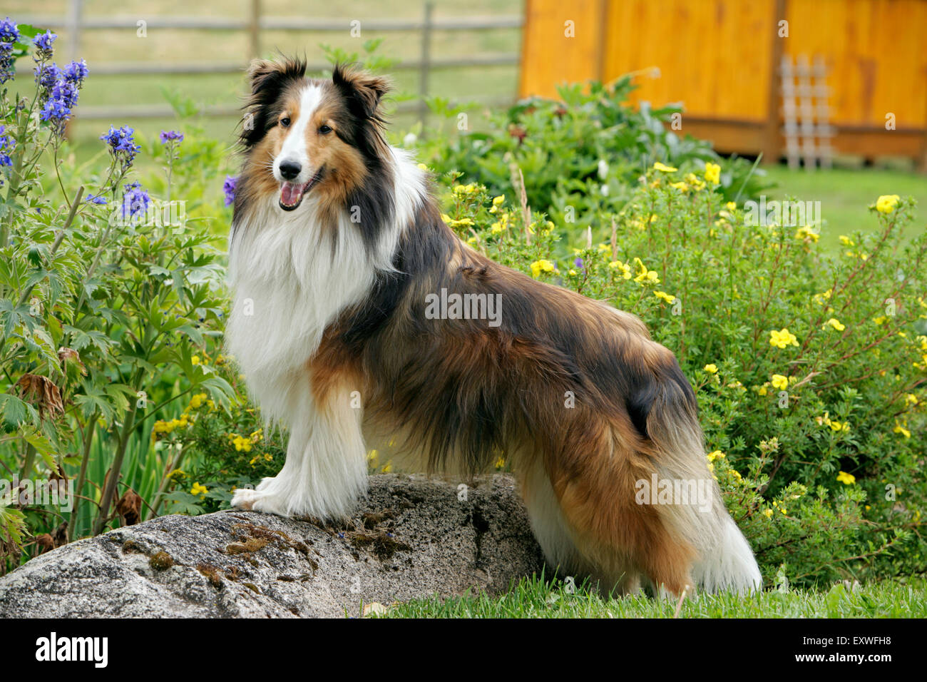 Shetland Sheepdog standing in garden Stock Photo - Alamy
