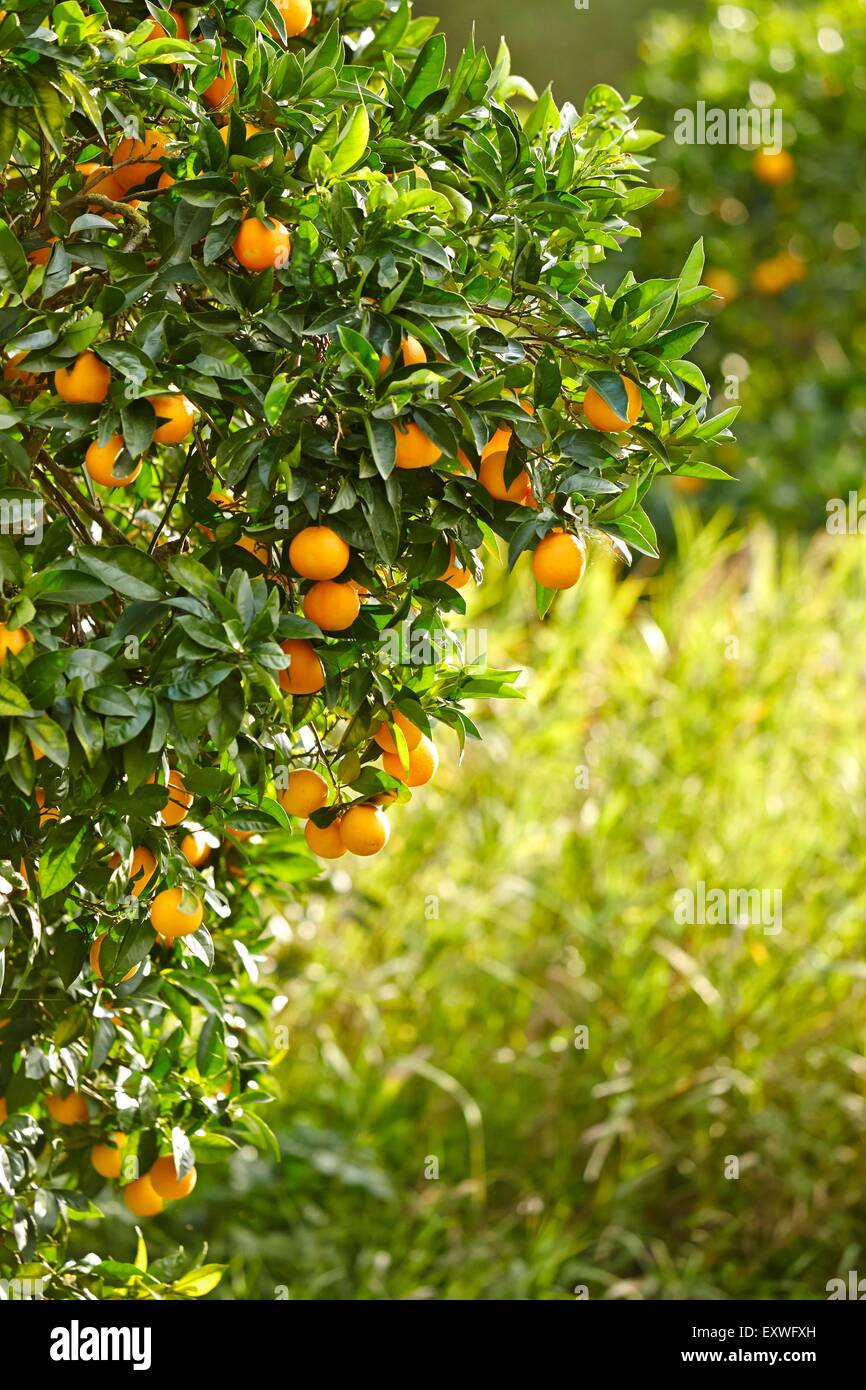 Orangebtrees with ripe oranges in Sicily, Italy Stock Photo Alamy