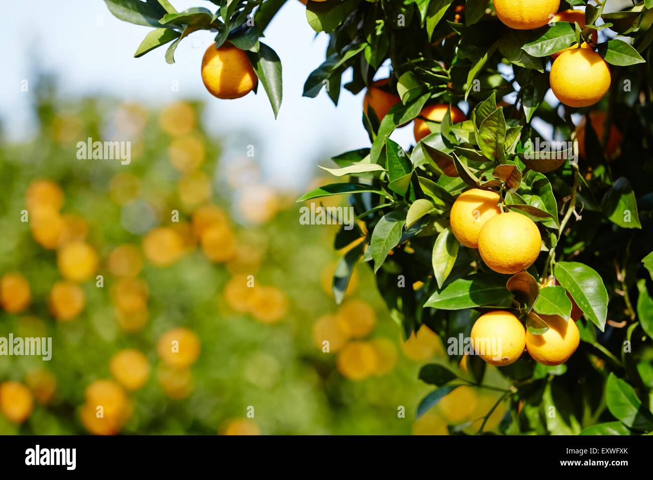 Oranges sicily hires stock photography and images Alamy