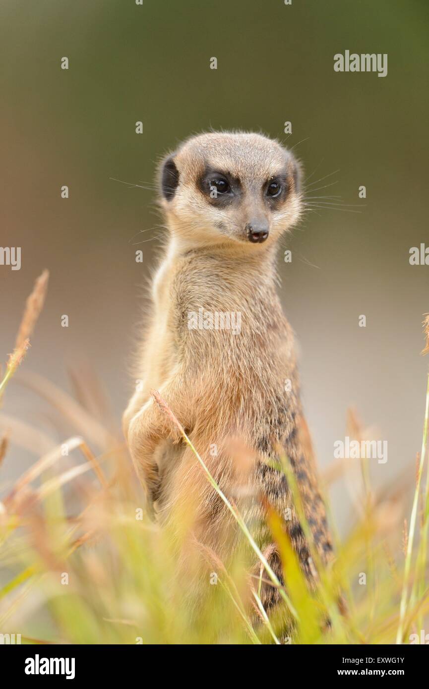 Meerkat (Suricata suricatta) in grass Stock Photo