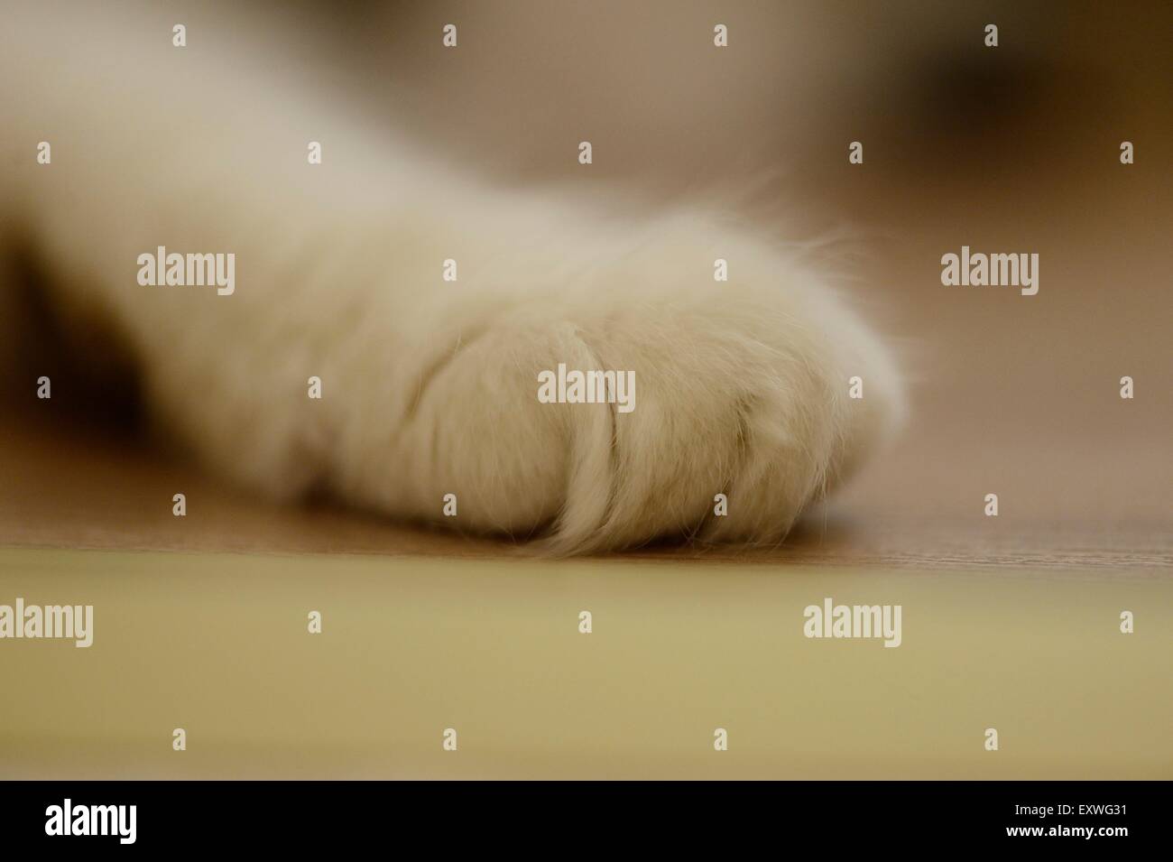 Detail of a cat's paw Stock Photo Alamy