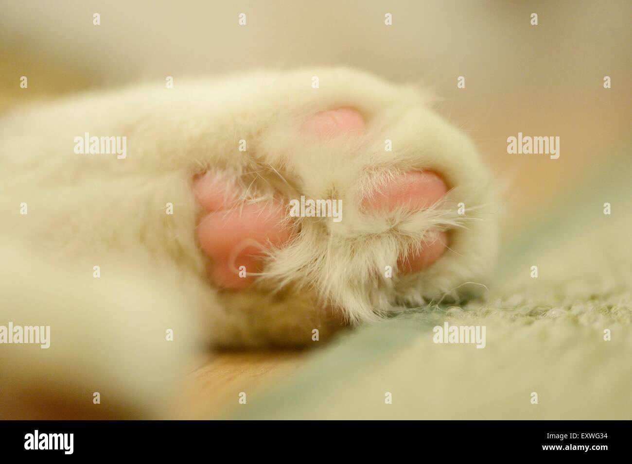 Detail of a cat's paw Stock Photo Alamy