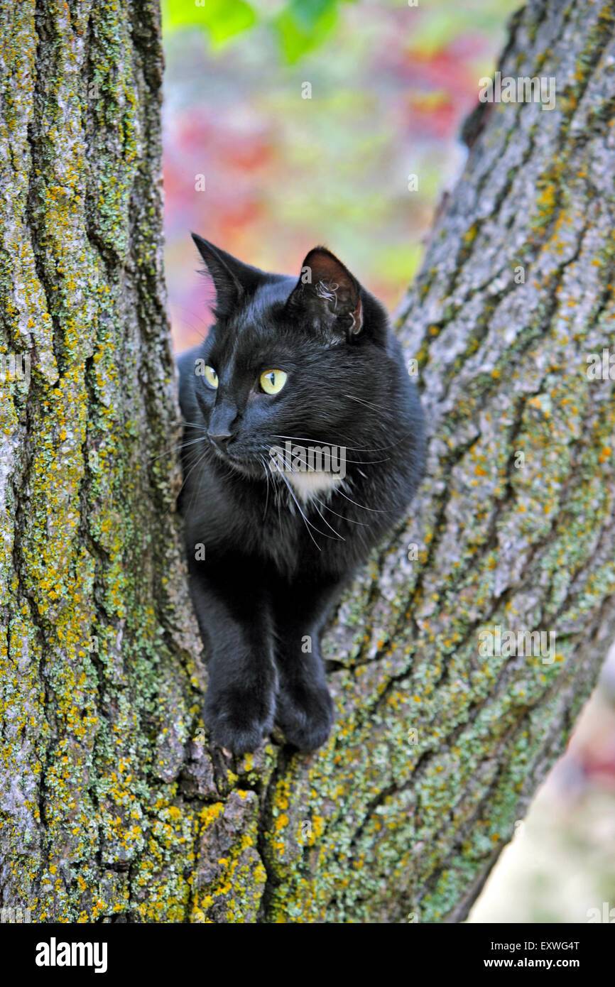 Black Cat sitting in tree, between two logs, watching Stock Photo