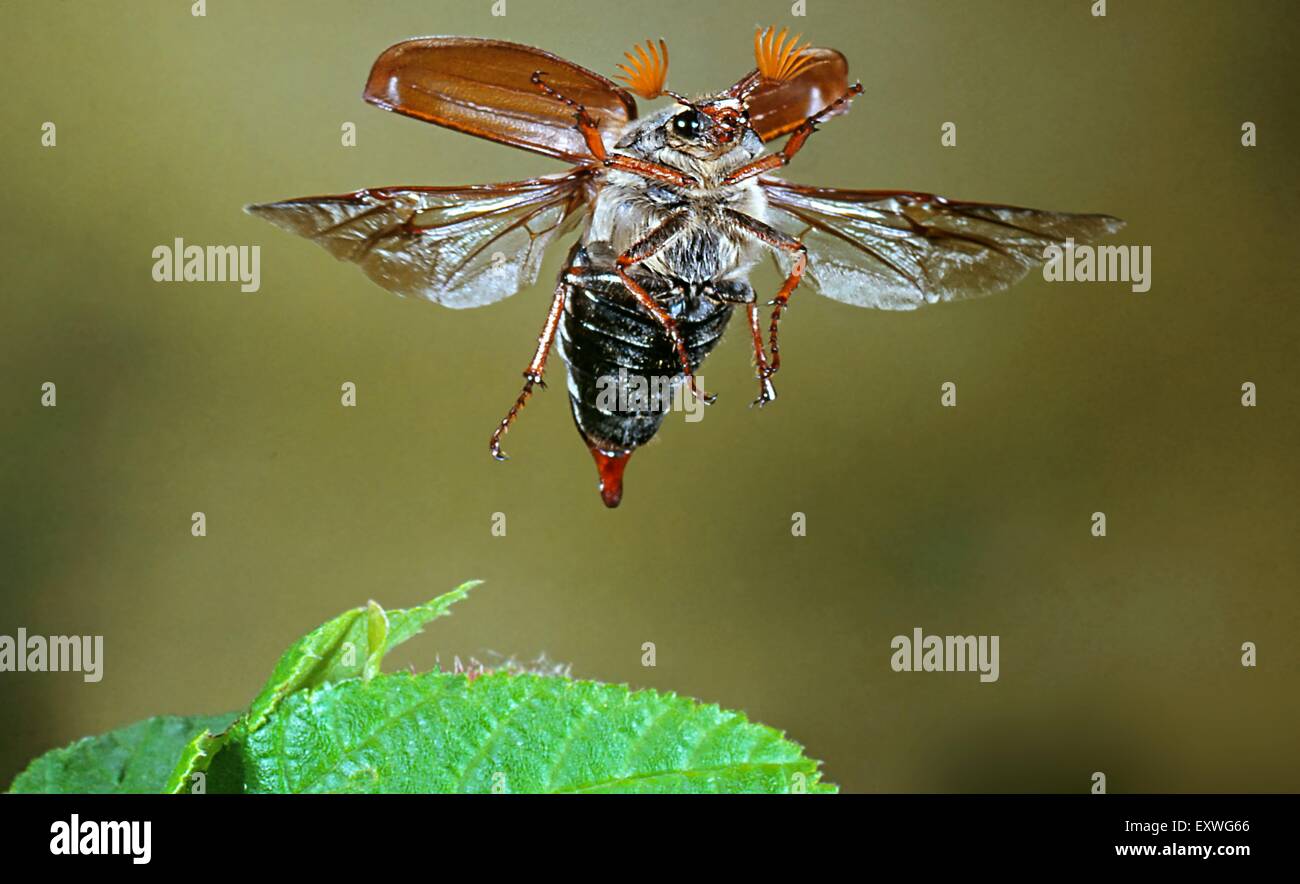 Cockchafer, Melolontha melolontha Stock Photo